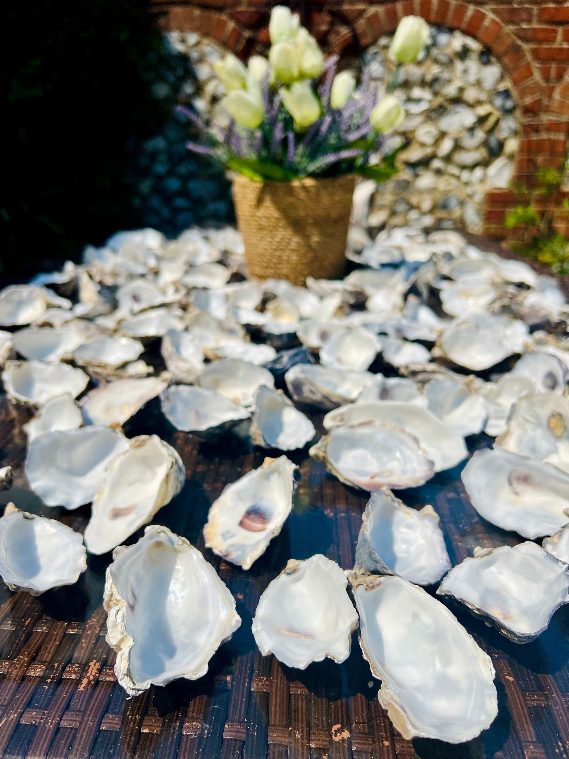 Natural Oyster Shells (9-11cm), Crafting Shells, Decoupage, Trinket Dishes