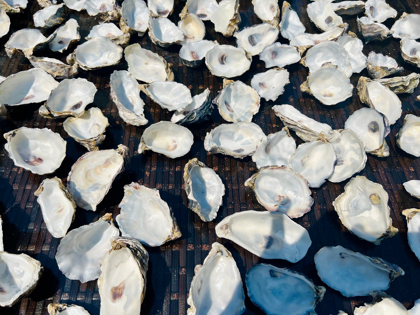 Natural Oyster Shells (9-11cm), Crafting Shells, Decoupage, Trinket Dishes
