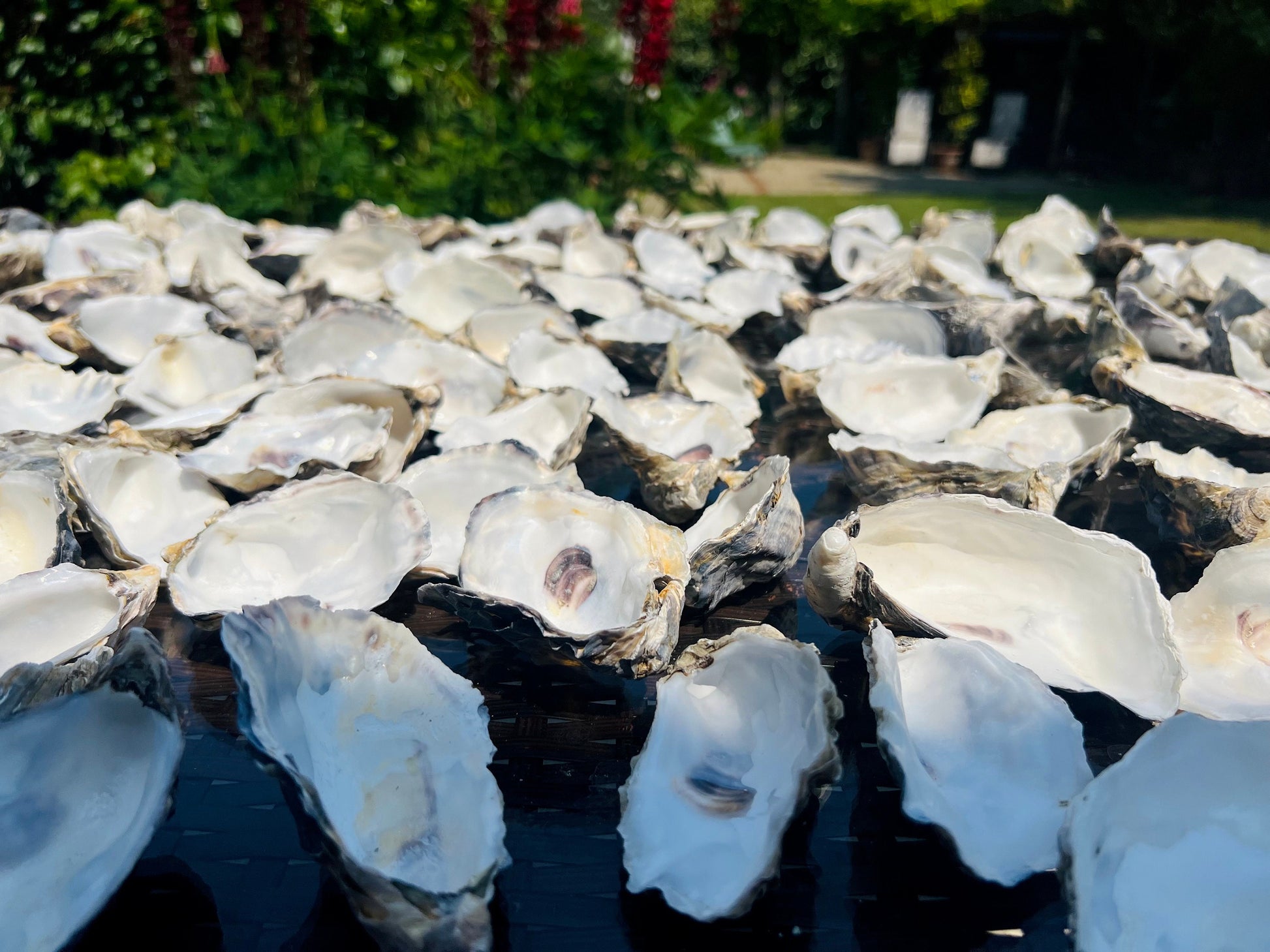 Natural Oyster Shells (9-11cm), Crafting Shells, Decoupage, Trinket Dishes
