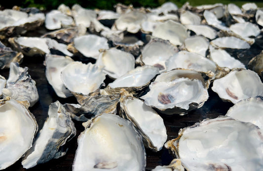 Natural Oyster Shells (9-11cm), Crafting Shells, Decoupage, Trinket Dishes