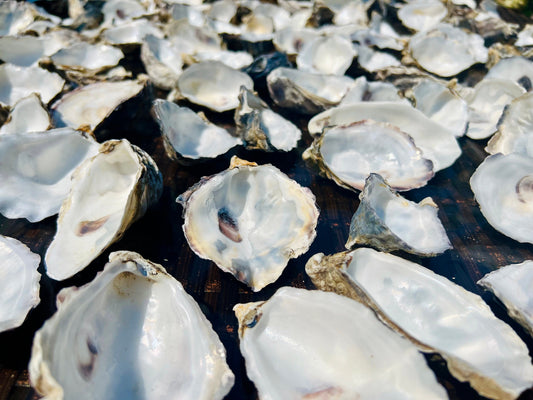 Bundle of natural cupped oyster shells, foraged from the Kent and Dorset coastlines. Sustainable shells measuring 6–9cm, perfect for crafts, coastal home décor, oyster shell wedding favours, catering displays, trinket dishes, jewellery holders, or DIY art projects. Each shell is cleaned and ready to use, though recommended to run through dishwasher before catering. Unique eco-friendly shells with natural texture and charm.