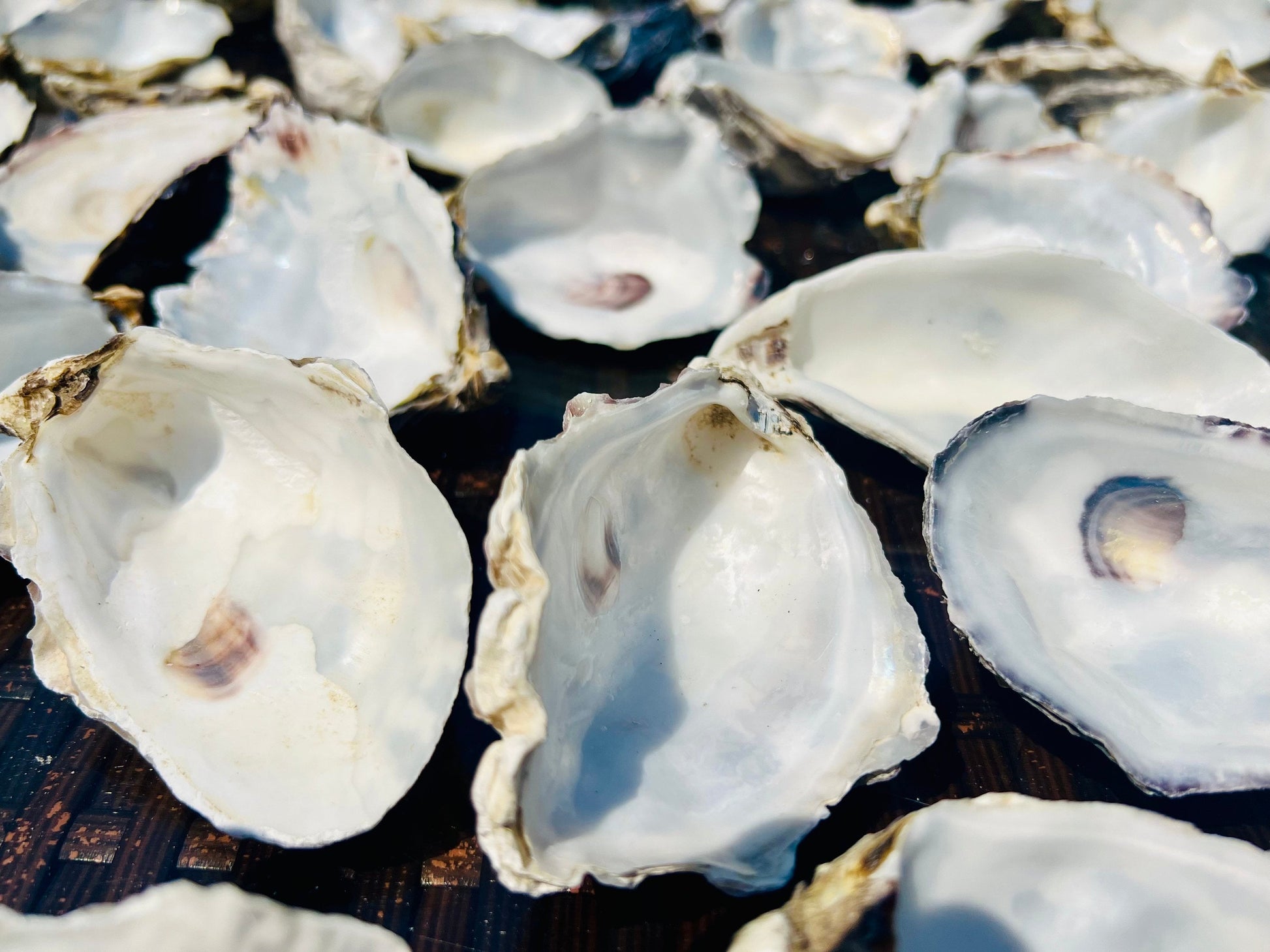 Natural oyster shells, cleaned oyster shells, shells for crafting, shell art, shell accessories, oyster art, craft shells, cupped oyster shells, oyster shell crafts, uk shells for crafting, https://emmawadeart.etsy.com/