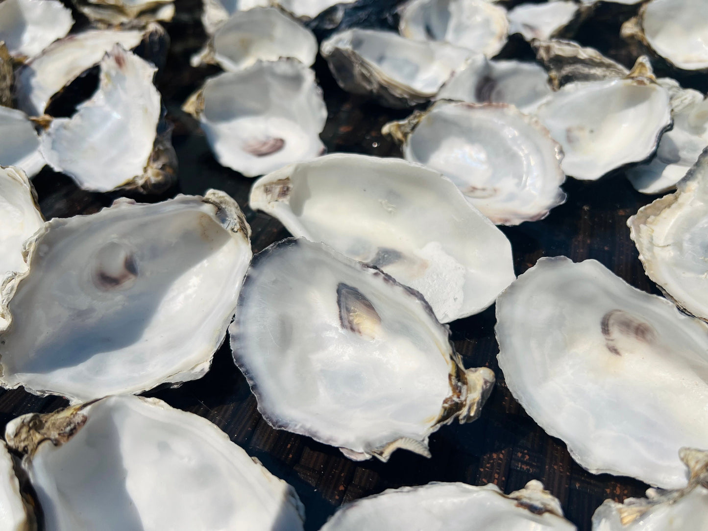 Bundle of natural cupped oyster shells, foraged from the Kent and Dorset coastlines. Sustainable shells measuring 6–9cm, perfect for crafts, coastal home décor, oyster shell wedding favours, catering displays, trinket dishes, jewellery holders, or DIY art projects. Each shell is cleaned and ready to use, though recommended to run through dishwasher before catering. Unique eco-friendly shells with natural texture and charm.