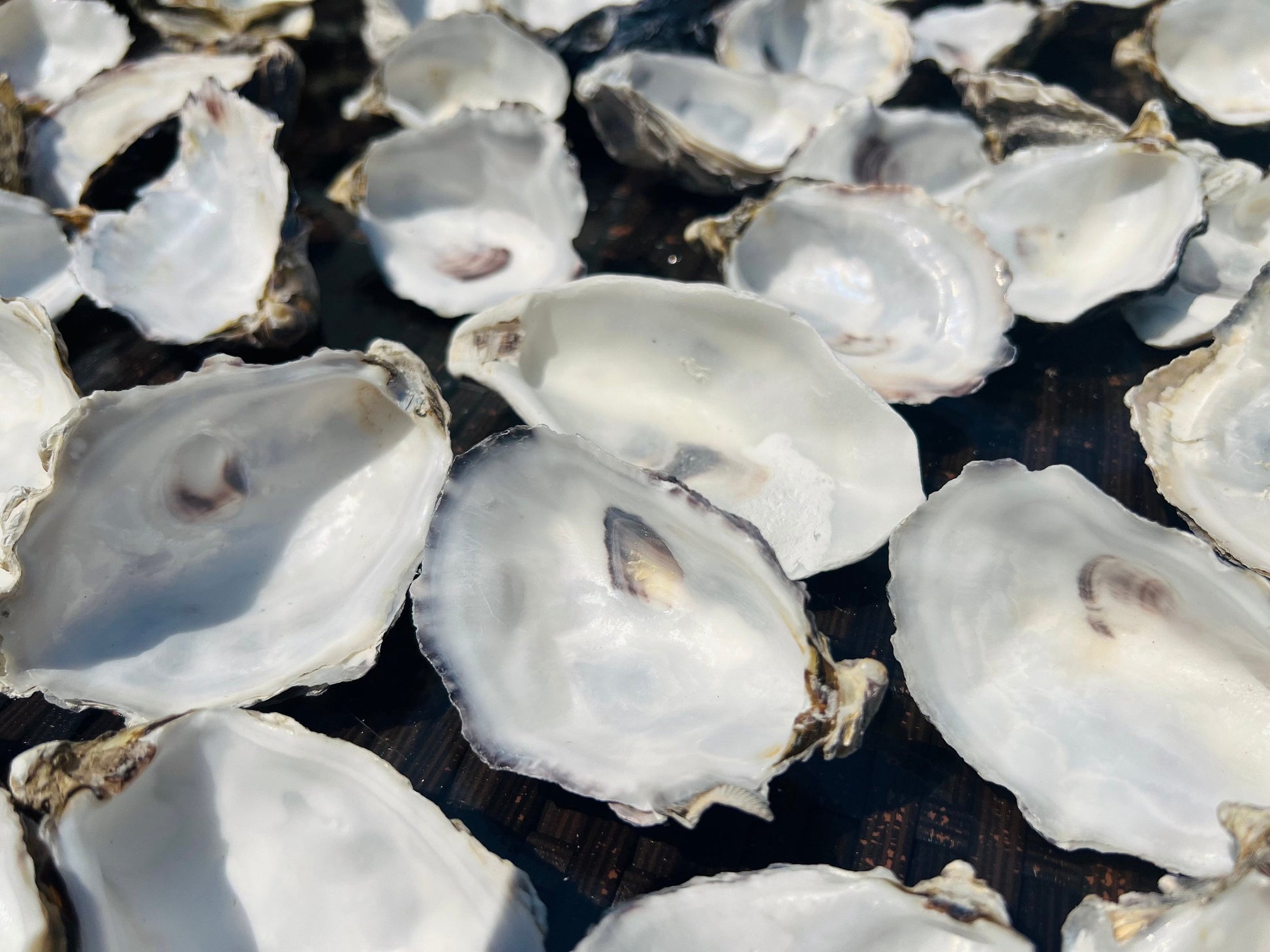 Natural Oyster Shells (9-11cm), Crafting Shells, Decoupage, Trinket Dishes