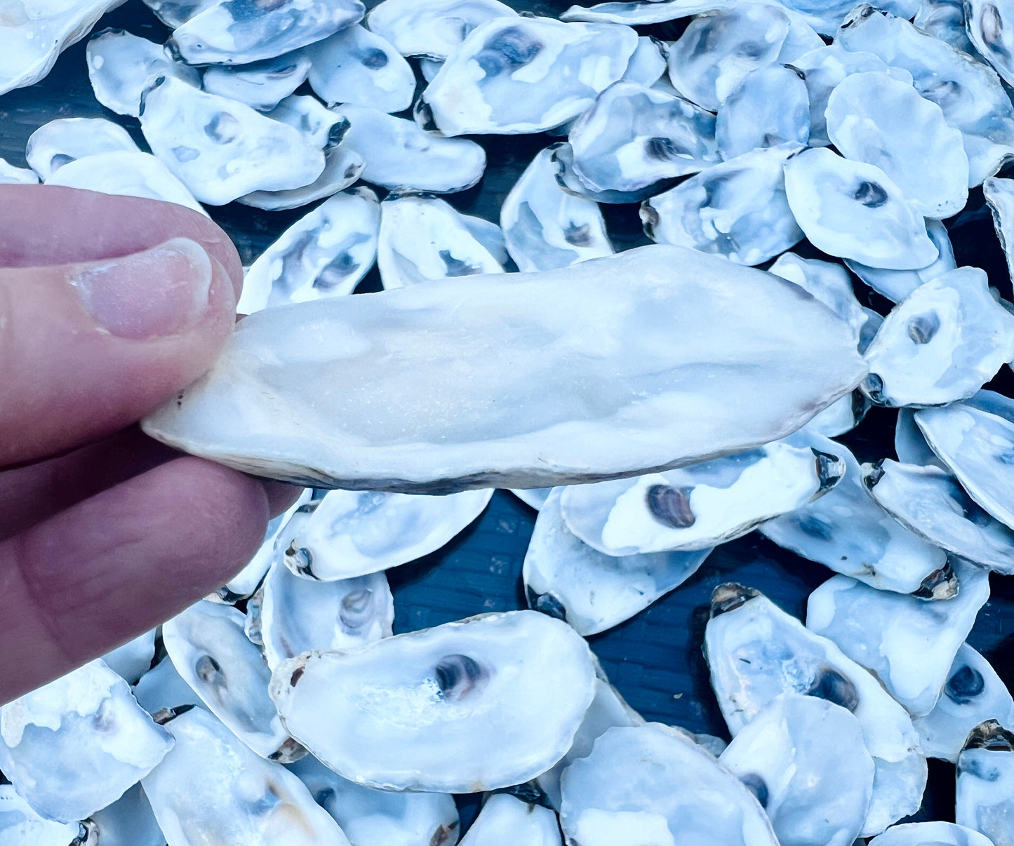 Bundle of flat lid oyster shells from Dorset and East Coast beaches. Natural shells, cleaned and ready to use. Sizes approx. 8–10cm. Perfect for coastal wedding table decor, craft projects, catering displays, or rustic home styling. These oyster shell lids are eco-friendly and ideal for DIY decorations, art projects, or unique handmade creations. Available in bundles with bulk options for larger orders. Great for crafters, event planners, or anyone looking for natural coastal shells.
