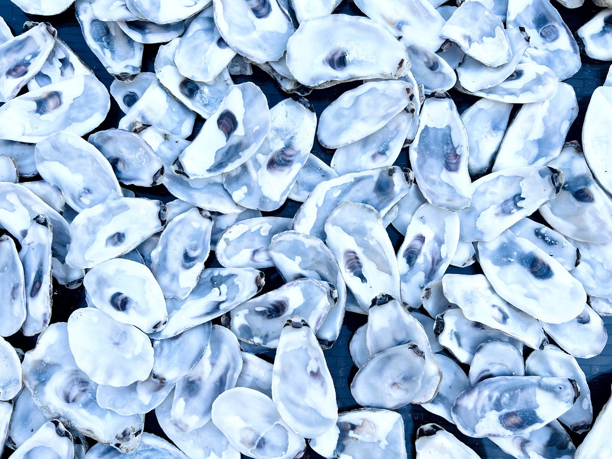 Flat lid oyster shells bulk pack, Dorset and East Coast natural shells for crafts, catering, and wedding décor. Perfect for oyster shell art projects, jewellery making, resin crafts, and decoupage. Can be used as coastal wedding favours, table styling, or nautical home accessories. Cleaned natural shells 6–8cm, ideal for food presentation, craft supplies, eco-friendly shell bundles, or rustic beach decorations. Sustainable oyster shell lot, handmade UK craft supply.