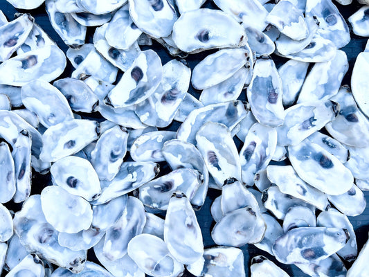 Flat lid oyster shells bulk pack, Dorset and East Coast natural shells for crafts, catering, and wedding décor. Perfect for oyster shell art projects, jewellery making, resin crafts, and decoupage. Can be used as coastal wedding favours, table styling, or nautical home accessories. Cleaned natural shells 6–8cm, ideal for food presentation, craft supplies, eco-friendly shell bundles, or rustic beach decorations. Sustainable oyster shell lot, handmade UK craft supply.