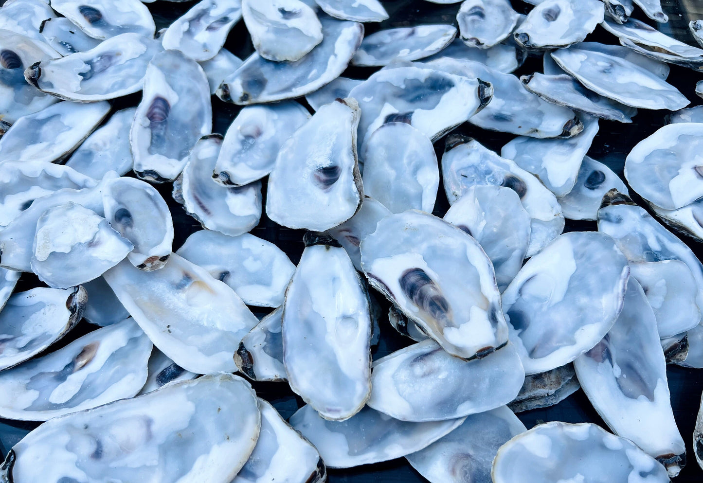 Bundle of flat lid oyster shells from Dorset and East Coast beaches. Natural shells, cleaned and ready to use. Sizes approx. 8–10cm. Perfect for coastal wedding table decor, craft projects, catering displays, or rustic home styling. These oyster shell lids are eco-friendly and ideal for DIY decorations, art projects, or unique handmade creations. Available in bundles with bulk options for larger orders. Great for crafters, event planners, or anyone looking for natural coastal shells.