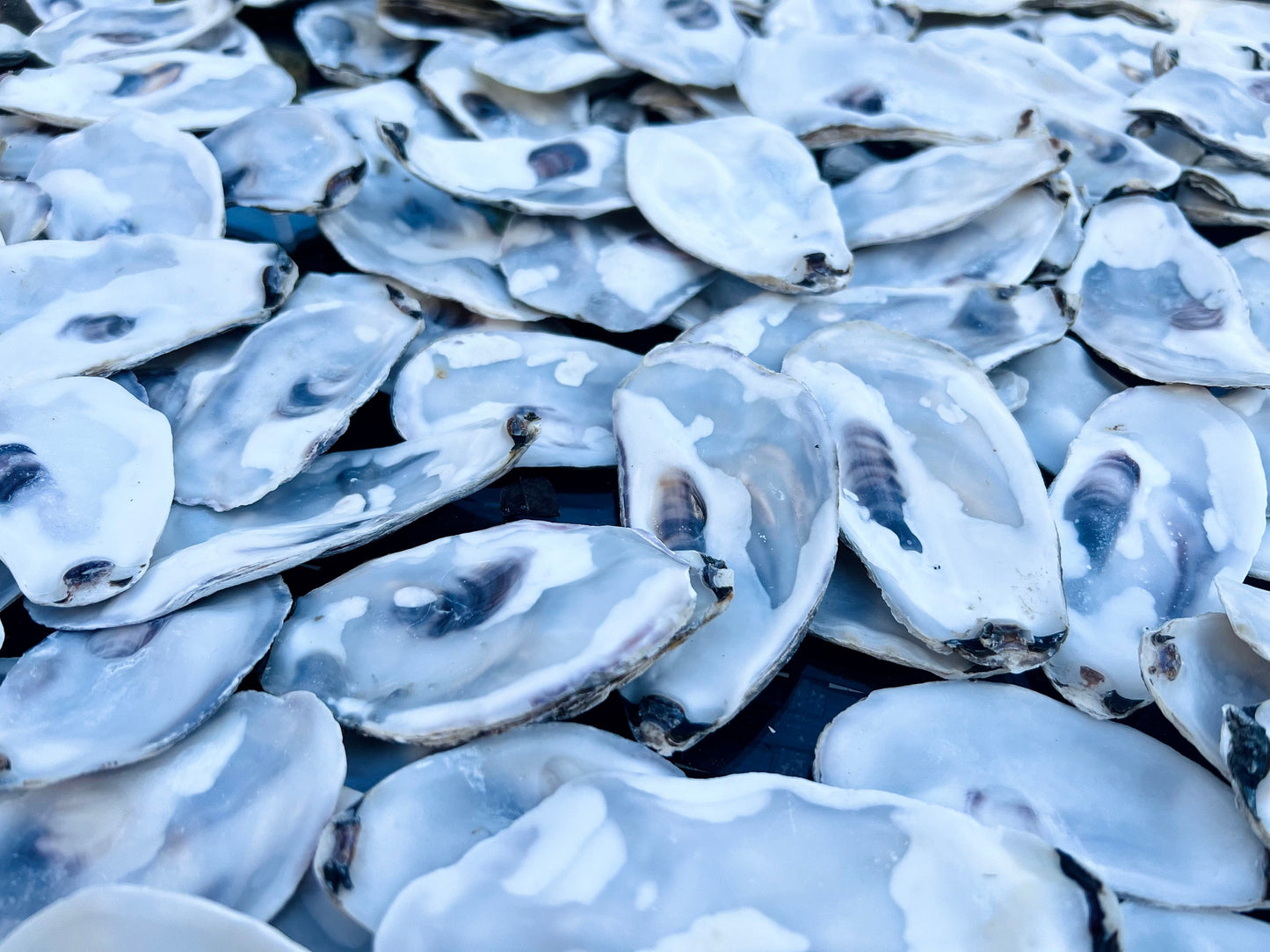 Flat lid oyster shells bulk pack, Dorset and East Coast natural shells for crafts, catering, and wedding décor. Perfect for oyster shell art projects, jewellery making, resin crafts, and decoupage. Can be used as coastal wedding favours, table styling, or nautical home accessories. Cleaned natural shells 6–8cm, ideal for food presentation, craft supplies, eco-friendly shell bundles, or rustic beach decorations. Sustainable oyster shell lot, handmade UK craft supply.