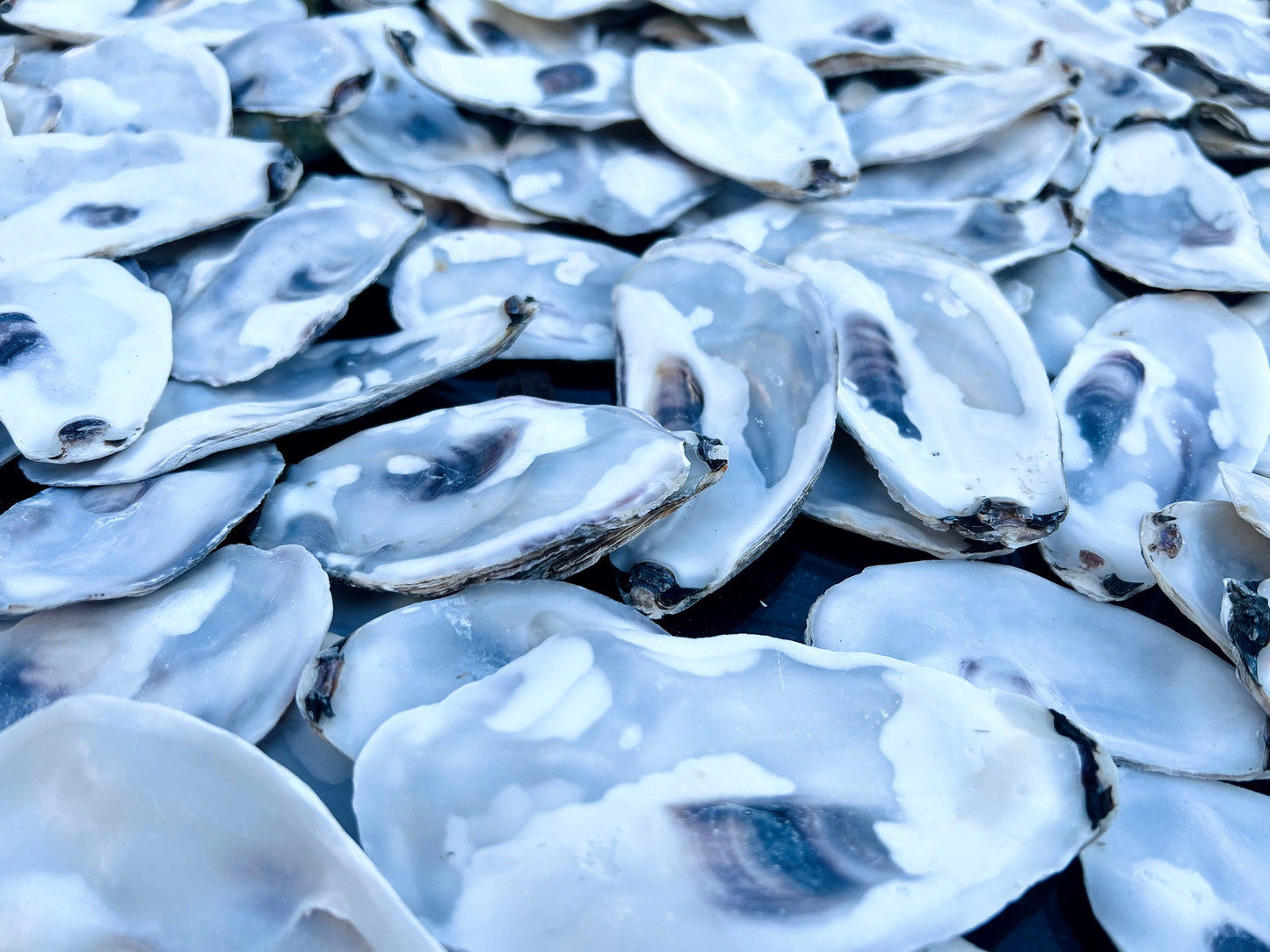 Flat oyster shell lids sustainably sourced from UK coastlines. Mixed sizes 8–10cm, thoroughly cleaned. Suitable for arts and crafts, coastal wedding decorations, handmade projects, and food presentation. These shells are versatile and eco-friendly, making them ideal for rustic home decor, creative displays, or catering use. Available as bundles with custom and bulk order options on request. Natural oyster shells for artists, stylists, and event planners looking for coastal materials.