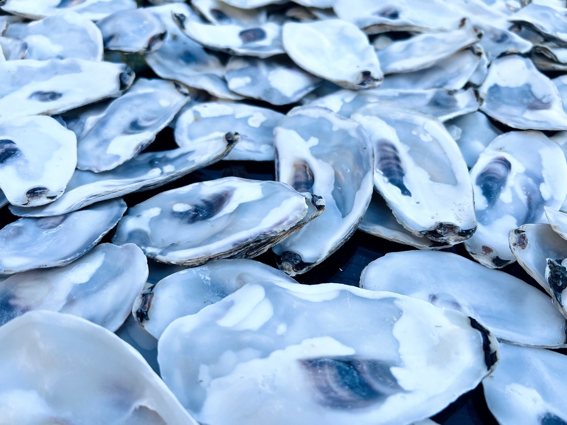 Flat oyster shell lids sustainably sourced from UK coastlines. Mixed sizes 8–10cm, thoroughly cleaned. Suitable for arts and crafts, coastal wedding decorations, handmade projects, and food presentation. These shells are versatile and eco-friendly, making them ideal for rustic home decor, creative displays, or catering use. Available as bundles with custom and bulk order options on request. Natural oyster shells for artists, stylists, and event planners looking for coastal materials.
