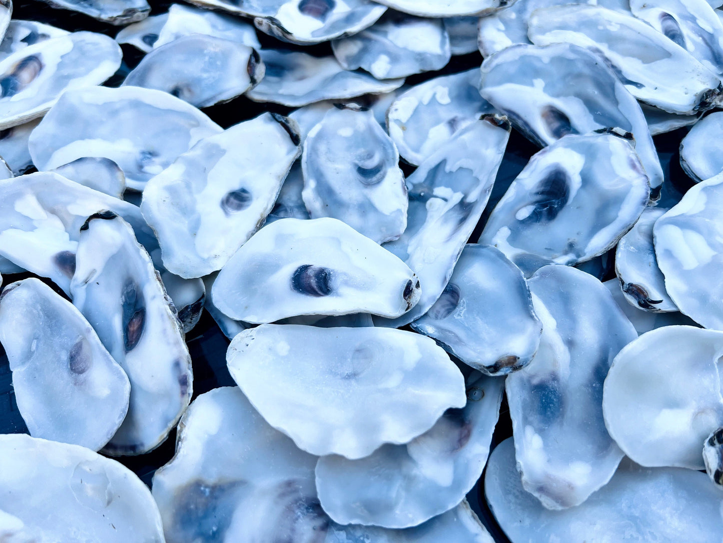 Flat lid oyster shells bulk pack, Dorset and East Coast natural shells for crafts, catering, and wedding décor. Perfect for oyster shell art projects, jewellery making, resin crafts, and decoupage. Can be used as coastal wedding favours, table styling, or nautical home accessories. Cleaned natural shells 6–8cm, ideal for food presentation, craft supplies, eco-friendly shell bundles, or rustic beach decorations. Sustainable oyster shell lot, handmade UK craft supply.