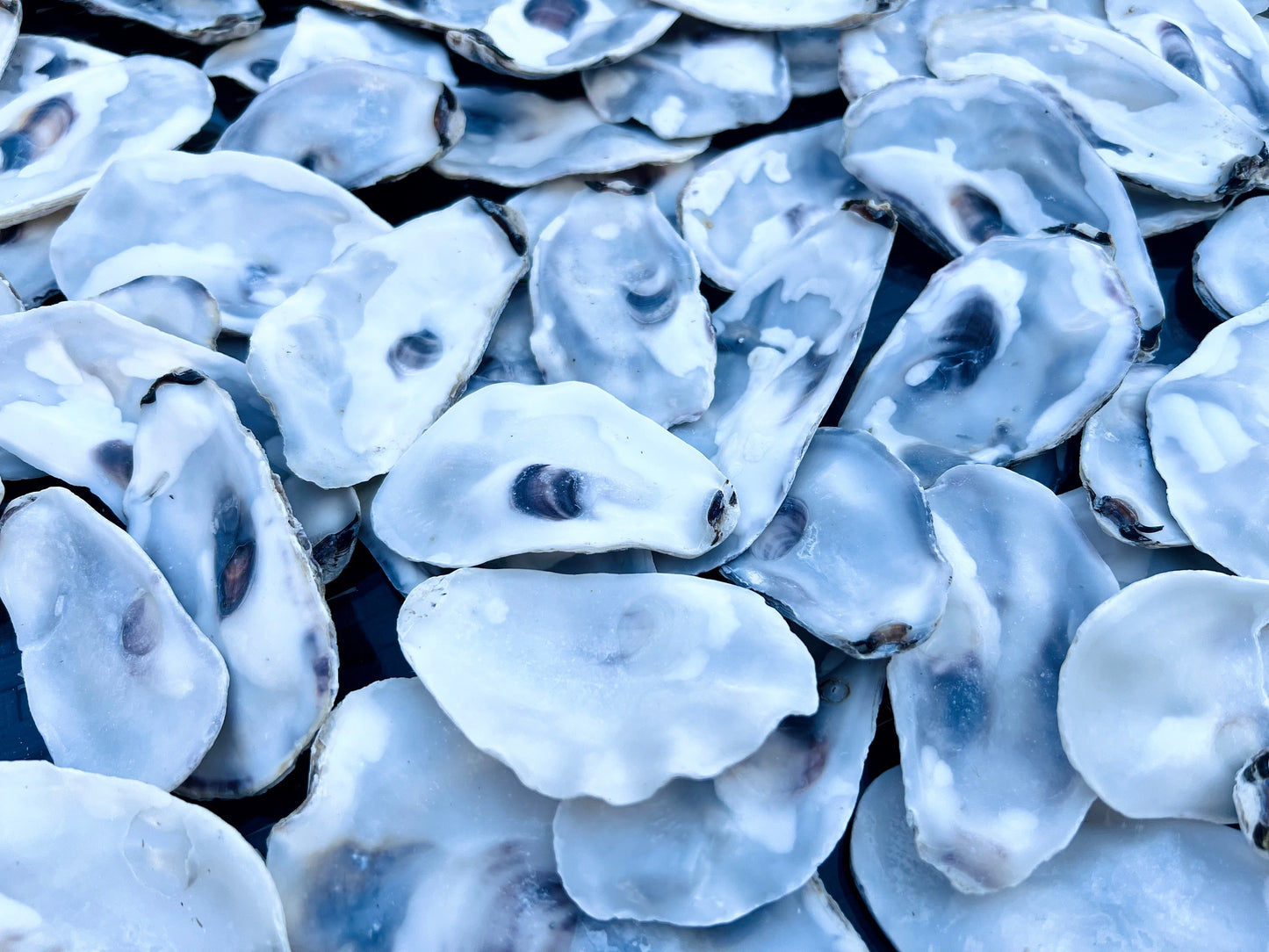 Flat oyster shell lids sustainably sourced from UK coastlines. Mixed sizes 8–10cm, thoroughly cleaned. Suitable for arts and crafts, coastal wedding decorations, handmade projects, and food presentation. These shells are versatile and eco-friendly, making them ideal for rustic home decor, creative displays, or catering use. Available as bundles with custom and bulk order options on request. Natural oyster shells for artists, stylists, and event planners looking for coastal materials.