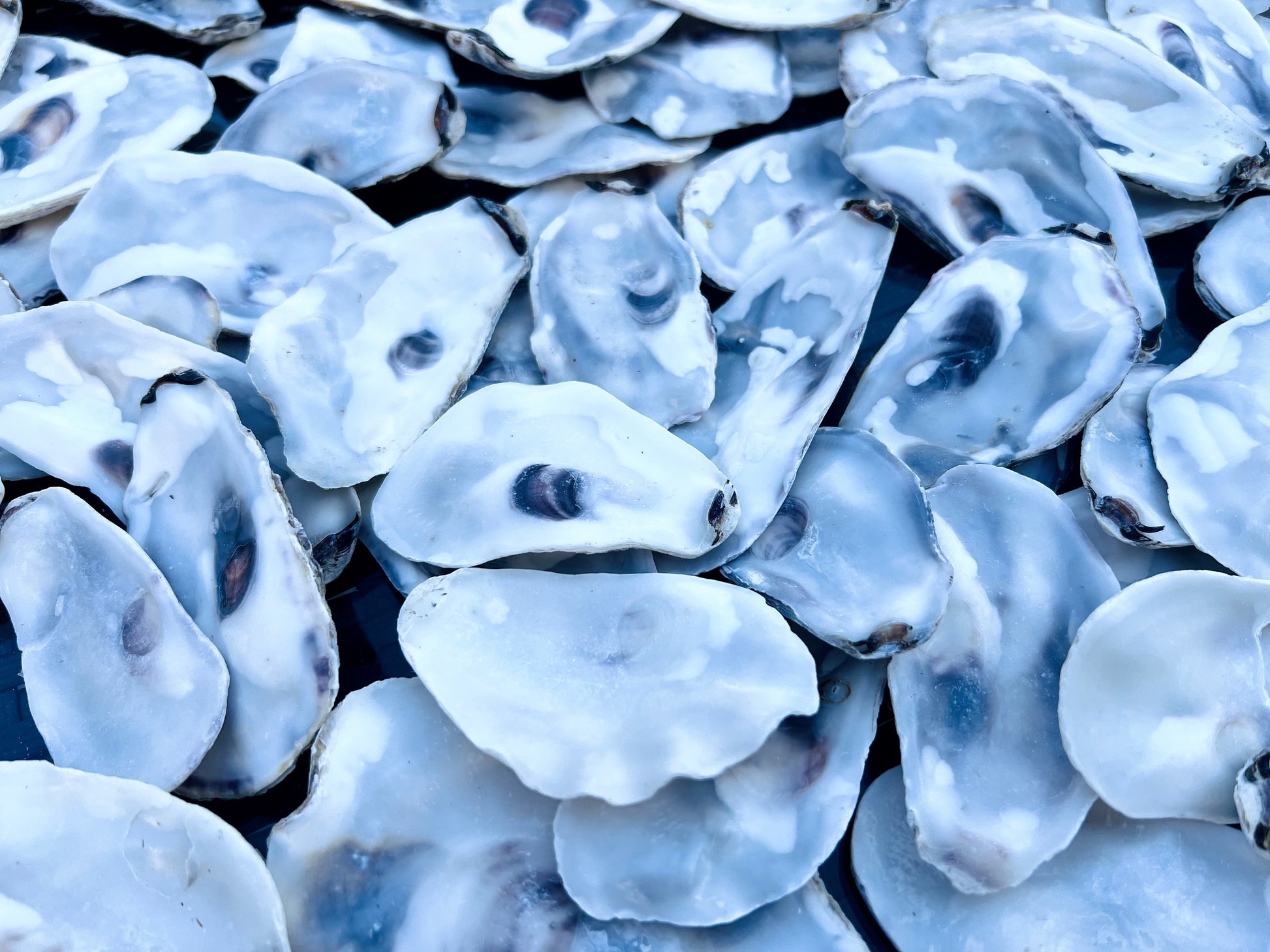 Flat oyster shell lids sustainably sourced from UK coastlines. Mixed sizes 8–10cm, thoroughly cleaned. Suitable for arts and crafts, coastal wedding decorations, handmade projects, and food presentation. These shells are versatile and eco-friendly, making them ideal for rustic home decor, creative displays, or catering use. Available as bundles with custom and bulk order options on request. Natural oyster shells for artists, stylists, and event planners looking for coastal materials.