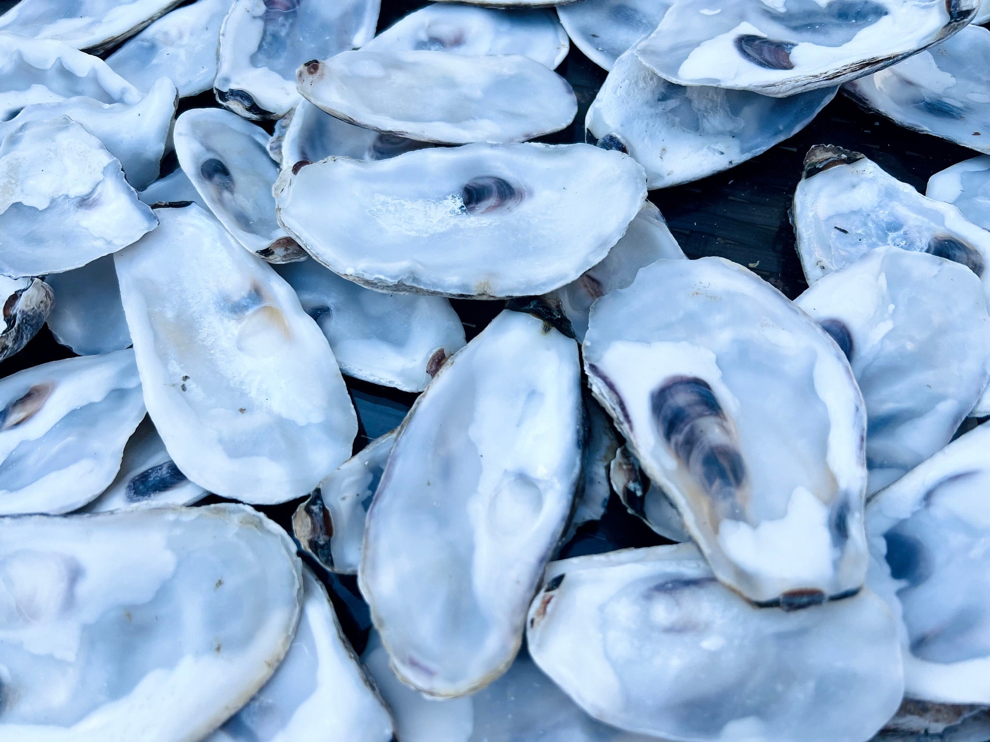 Flat lid oyster shells bulk pack, Dorset and East Coast natural shells for crafts, catering, and wedding décor. Perfect for oyster shell art projects, jewellery making, resin crafts, and decoupage. Can be used as coastal wedding favours, table styling, or nautical home accessories. Cleaned natural shells 6–8cm, ideal for food presentation, craft supplies, eco-friendly shell bundles, or rustic beach decorations. Sustainable oyster shell lot, handmade UK craft supply.