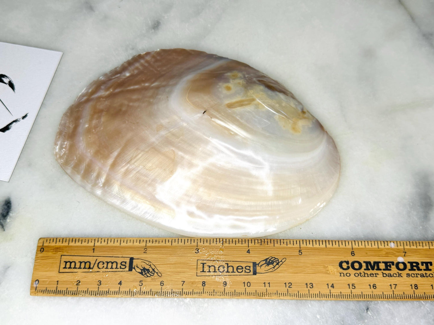 Natural freshwater oyster shell dish with Swarovski pearls, handmade coastal jewellery dish with glossy resin finish, luxury oyster shell decor with optional driftwood stand, pearlescent shell trinket tray, ring holder, coastal home styling accessory, unique artisan shell gift from Dorset UK