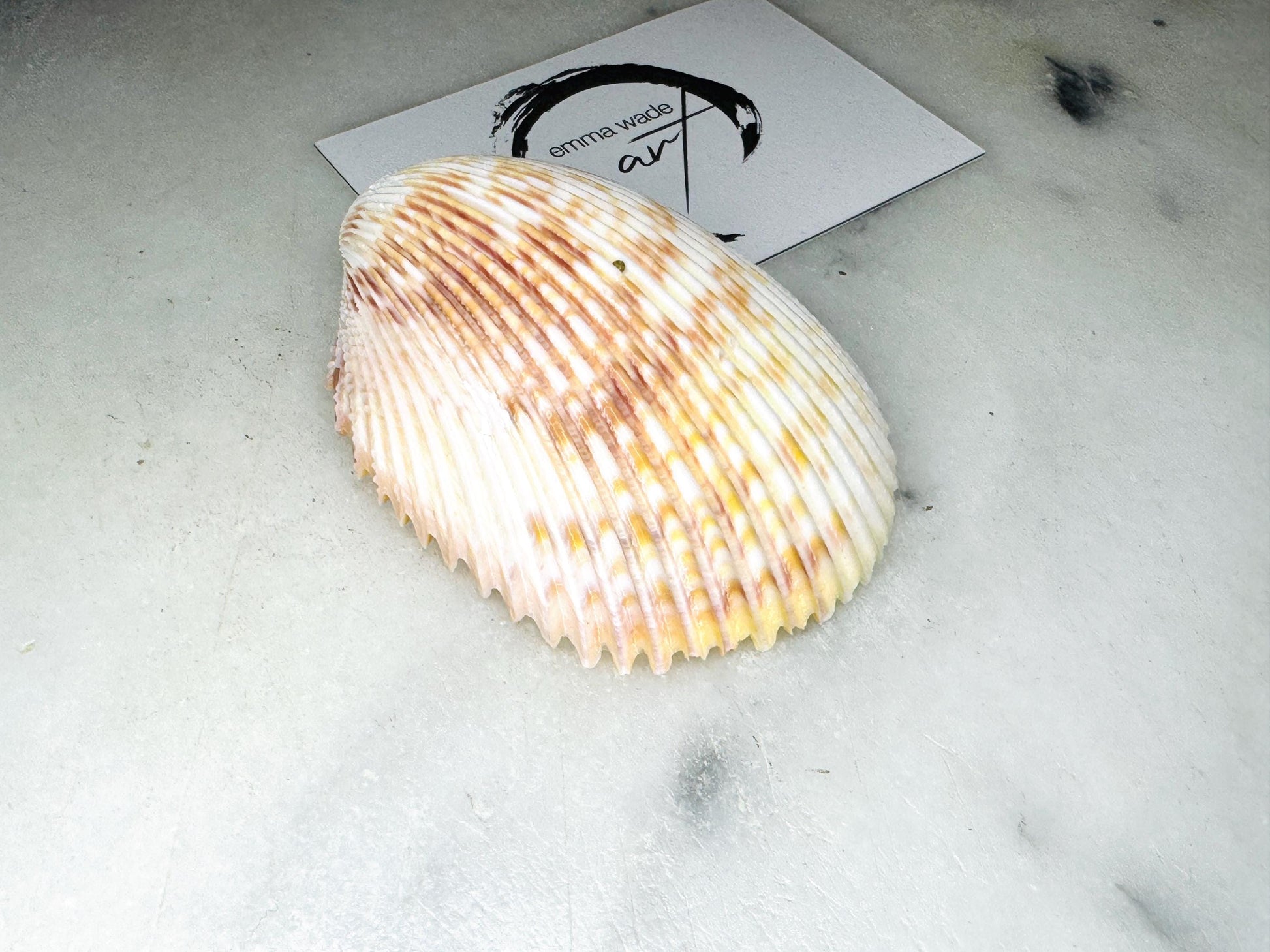 gloss finish cockle shell ornament, Swarovski pearl cockle shell decoration, gold leaf gilded shell hanging ornament, coastal Christmas tree decoration, handmade Dorset cockle shell ornament, oyster and cockle shell jewellery trinket dish, pearl anniversary shell gift, coastal home décor ornament, gilded shell Christmas bauble, handmade coastal wedding gift, UK artisan seashell decoration, sustainable seashell ornament, gold gilded cockle shell keepsake, coastal pearl ornament UK