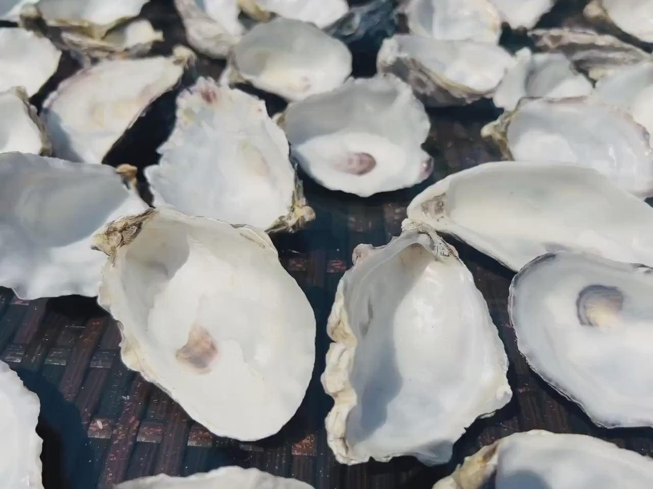 Natural Oyster Shells (9-11cm), Crafting Shells, Decoupage, Trinket Dishes