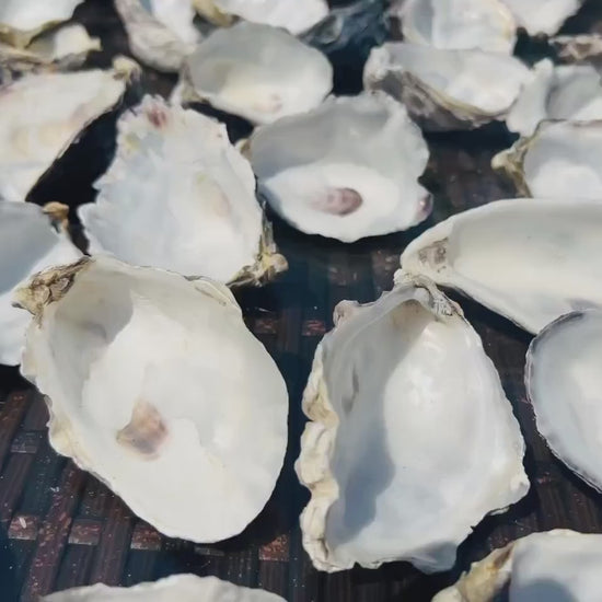 Natural Cleaned Cupped Oyster Shells (6-9cm): for crafting, decoupage, trinket and jewellery dishes